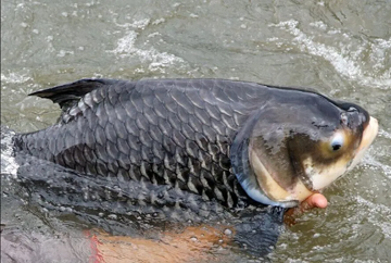 Nuôi loài cá khổng lồ mệnh danh 'vua cá nước ngọt' giá tới 500.000 đồng/kg: Nông dân lãi đậm, thương lái săn mua