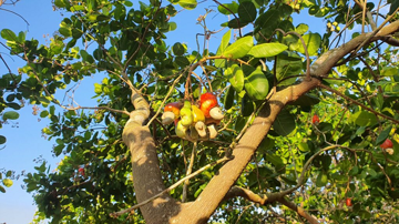 Việt Nam mạnh tay chi mức tiền 'khủng' để mua gần 1 triệu tấn 'hạt vạn người mê' từ nước láng giềng