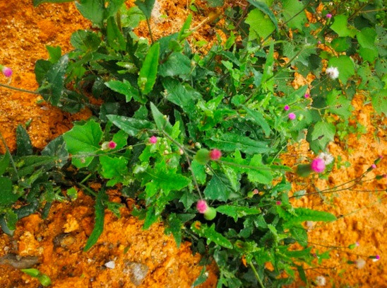 Loại rau dại mọc đầy ở l&agrave;ng qu&ecirc; Việt Nam hễ b&aacute;n l&agrave; ra tiền: Rễ, th&acirc;n, l&aacute; vừa l&agrave;m gia vị vừa l&agrave; dược liệu qu&yacute;
