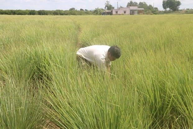 N&ocirc;ng d&acirc;n Tiền Giang 'bắt s&oacute;ng' c&acirc;y trồng mới: Loại c&acirc;y thơm nức, dễ chăm m&agrave; thu hoạch cao gấp 3 lần trồng l&uacute;a!