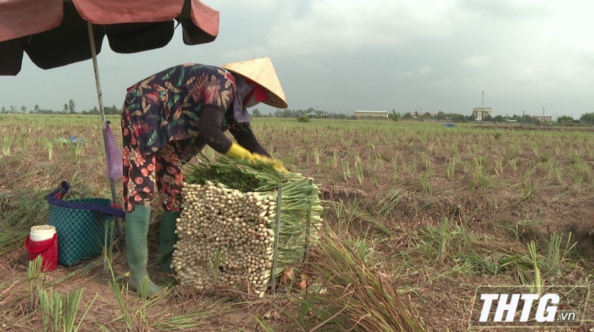 N&ocirc;ng d&acirc;n Tiền Giang 'bắt s&oacute;ng' c&acirc;y trồng mới: Loại c&acirc;y thơm nức, dễ chăm m&agrave; thu hoạch cao gấp 3 lần trồng l&uacute;a!
