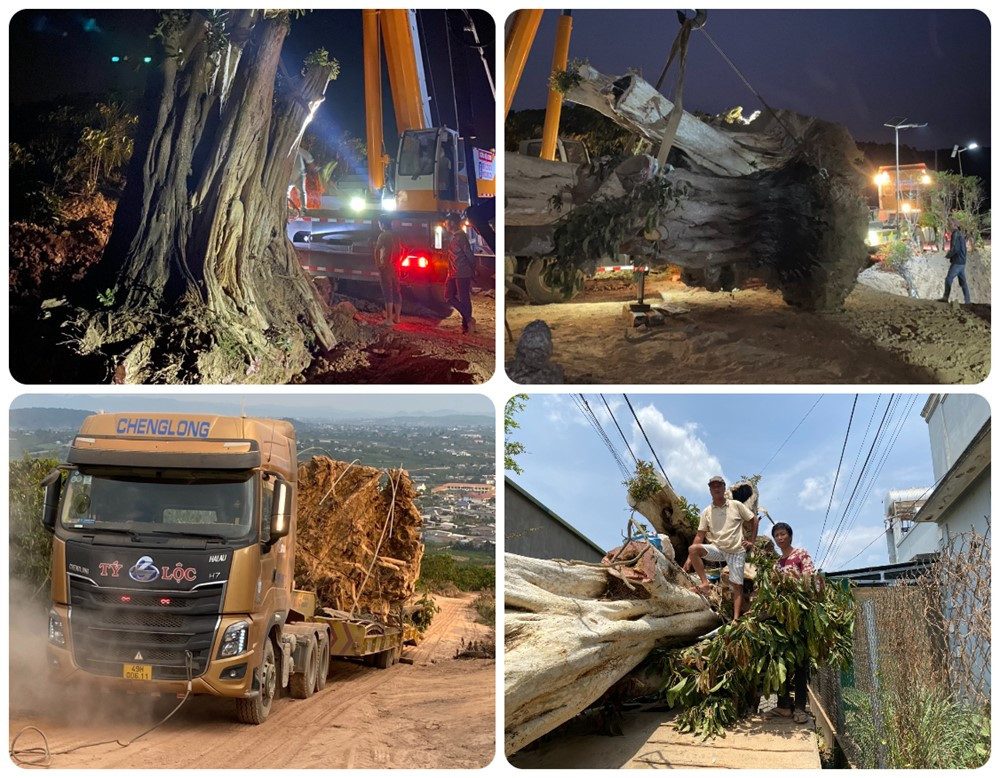 Kỳ Mộc B&aacute;ch Ni&ecirc;n: Gốc Sộp &ocirc;m c&acirc;y Bằng lăng độc đ&aacute;o đạt gi&aacute; trị Kỷ lục Độc bản