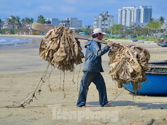Kiếm bộn tiền với nghề 'săn' t&ocirc;m h&ugrave;m giống tr&ecirc;n biển ảnh 3