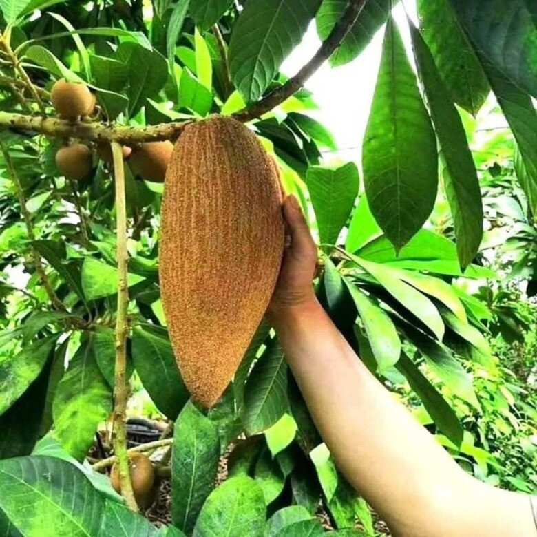 Việt Nam xuất hiện loại quả ra tr&aacute;i si&ecirc;u to, vị ngọt thanh, gi&aacute; l&ecirc;n tới 300.000 đồng/kg