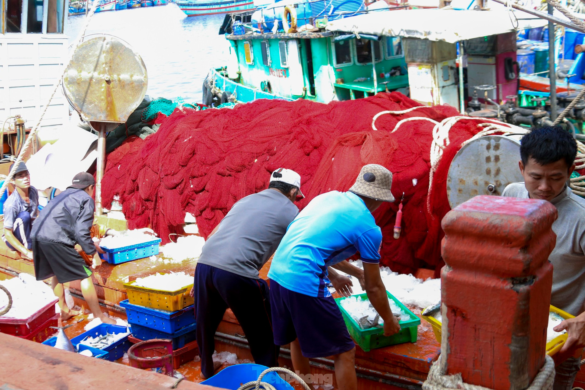 Mực tươi đầy ắp, mua b&aacute;n nhộn nhịp ở cảng c&aacute; lớn nhất miền Trung ảnh 2