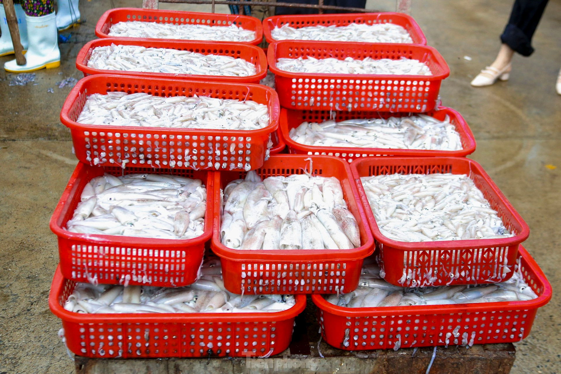Mực tươi đầy ắp, mua b&aacute;n nhộn nhịp ở cảng c&aacute; lớn nhất miền Trung ảnh 18