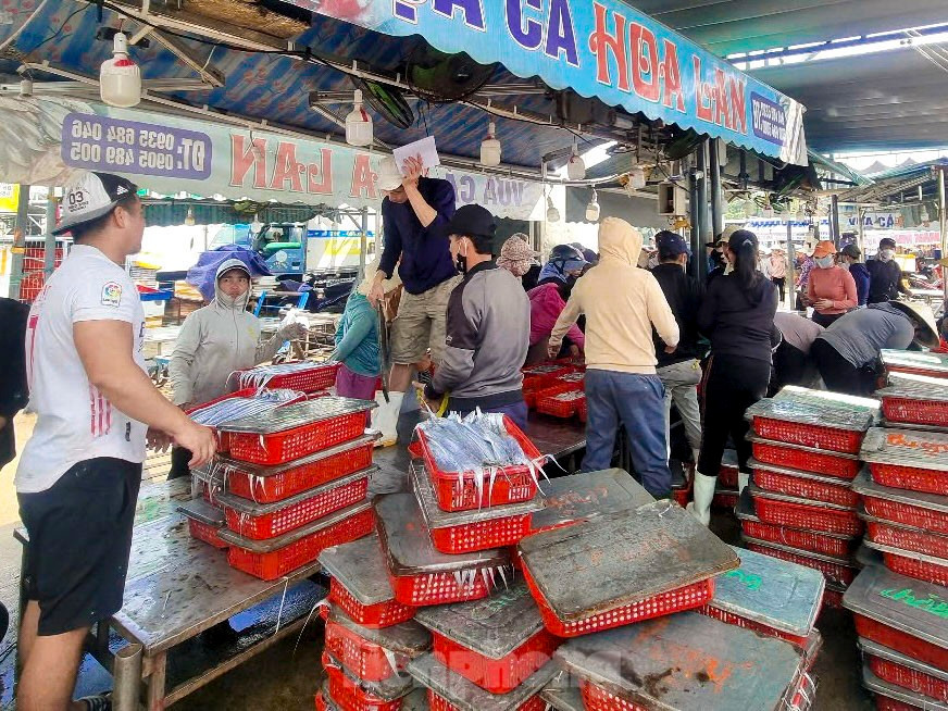 Mực tươi đầy ắp, mua b&aacute;n nhộn nhịp ở cảng c&aacute; lớn nhất miền Trung ảnh 6