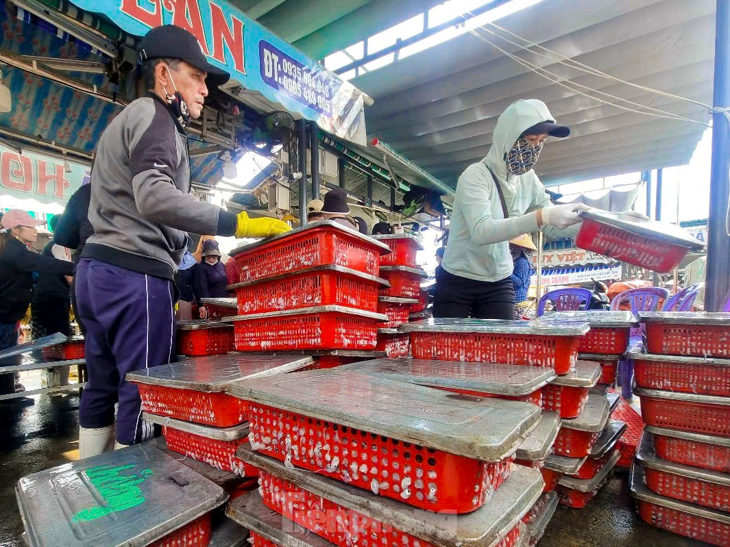 Mực tươi đầy ắp, mua b&aacute;n nhộn nhịp ở cảng c&aacute; lớn nhất miền Trung ảnh 15