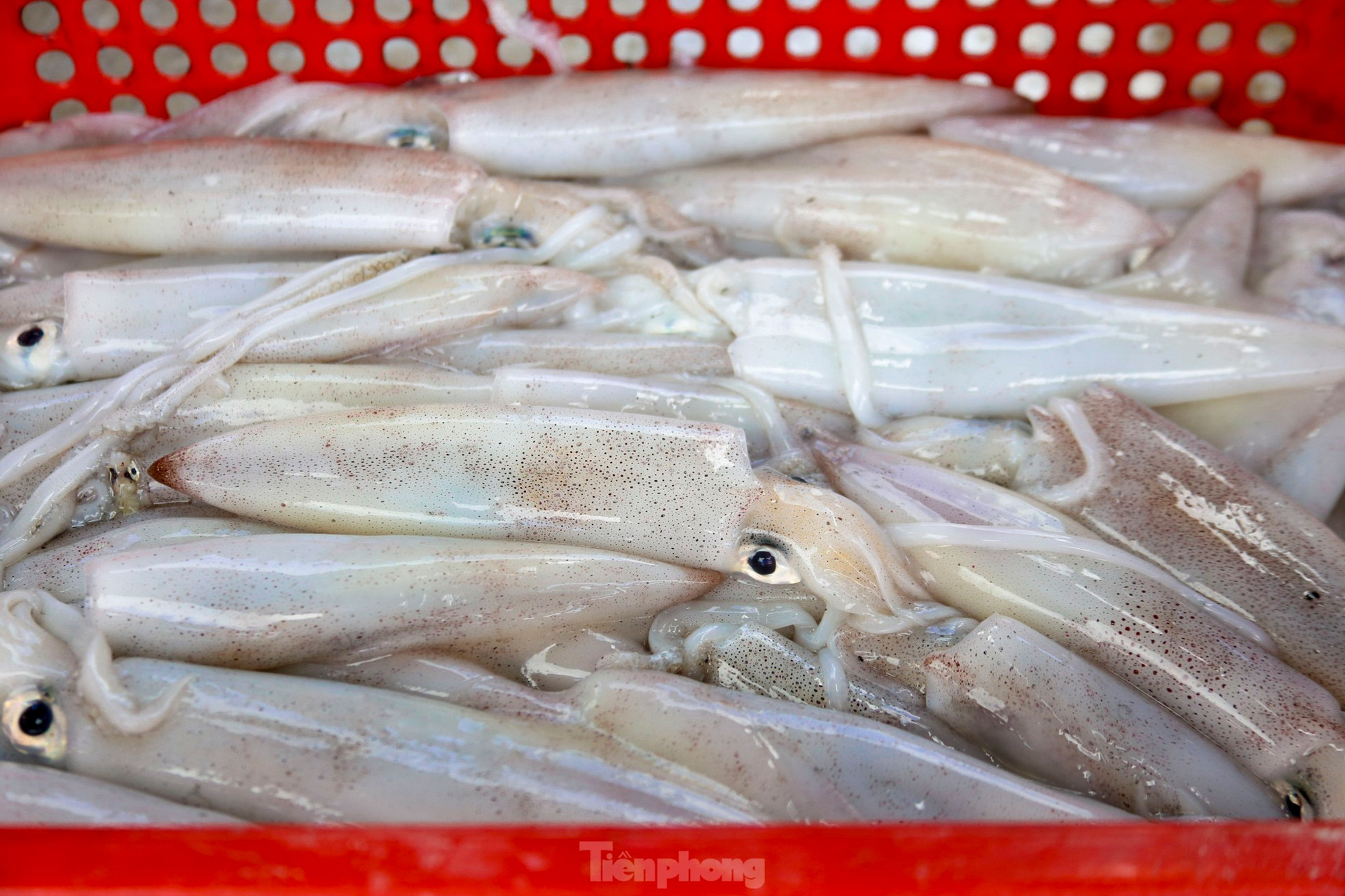 Mực tươi đầy ắp, mua b&aacute;n nhộn nhịp ở cảng c&aacute; lớn nhất miền Trung ảnh 14