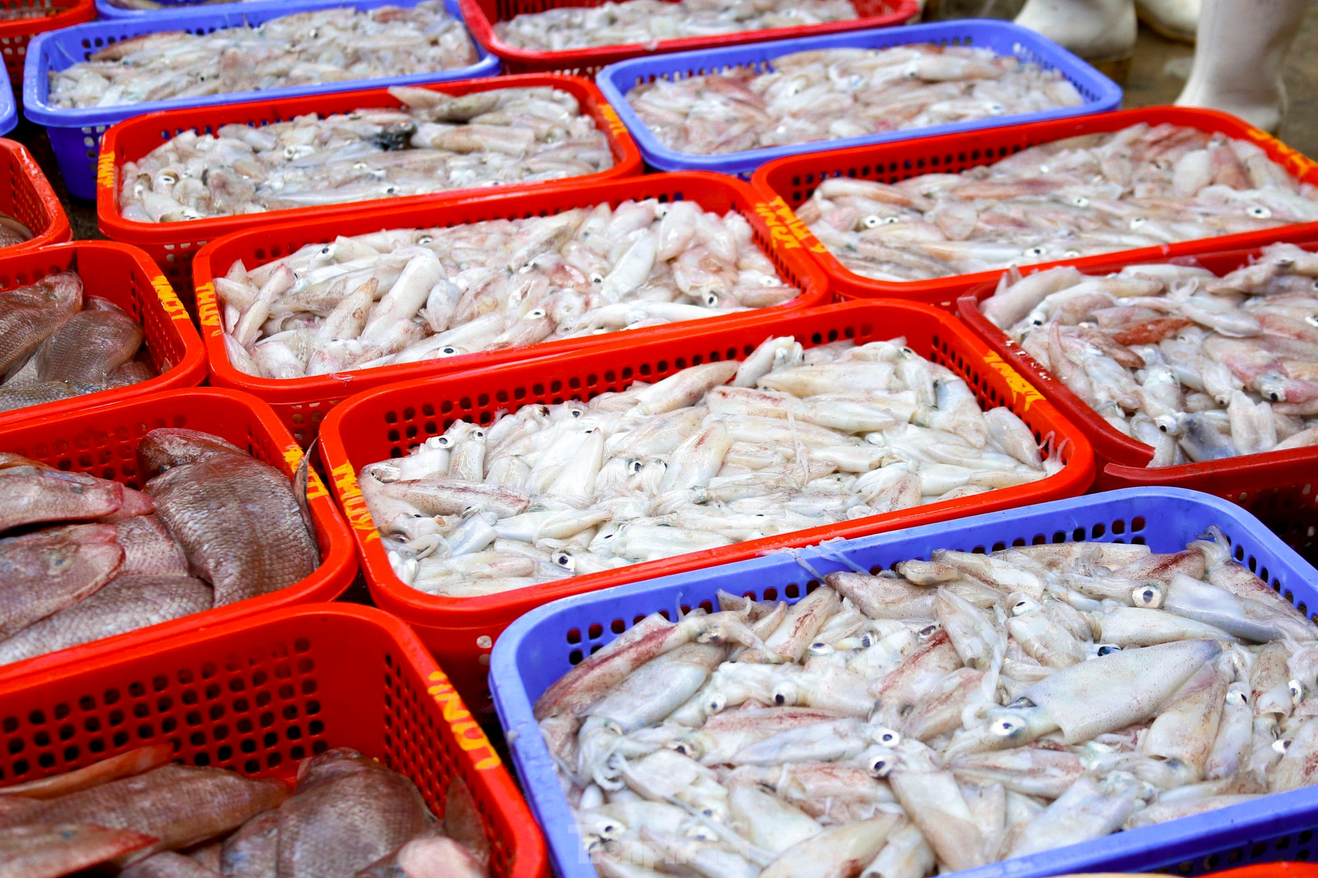 Mực tươi đầy ắp, mua b&aacute;n nhộn nhịp ở cảng c&aacute; lớn nhất miền Trung ảnh 9