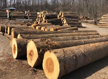 Loại gỗ được mệnh danh 'mộc vương' cứng gấp 2 lần thép, có thể thay kim loại, đạn bắn xuyên qua cũng không thủng