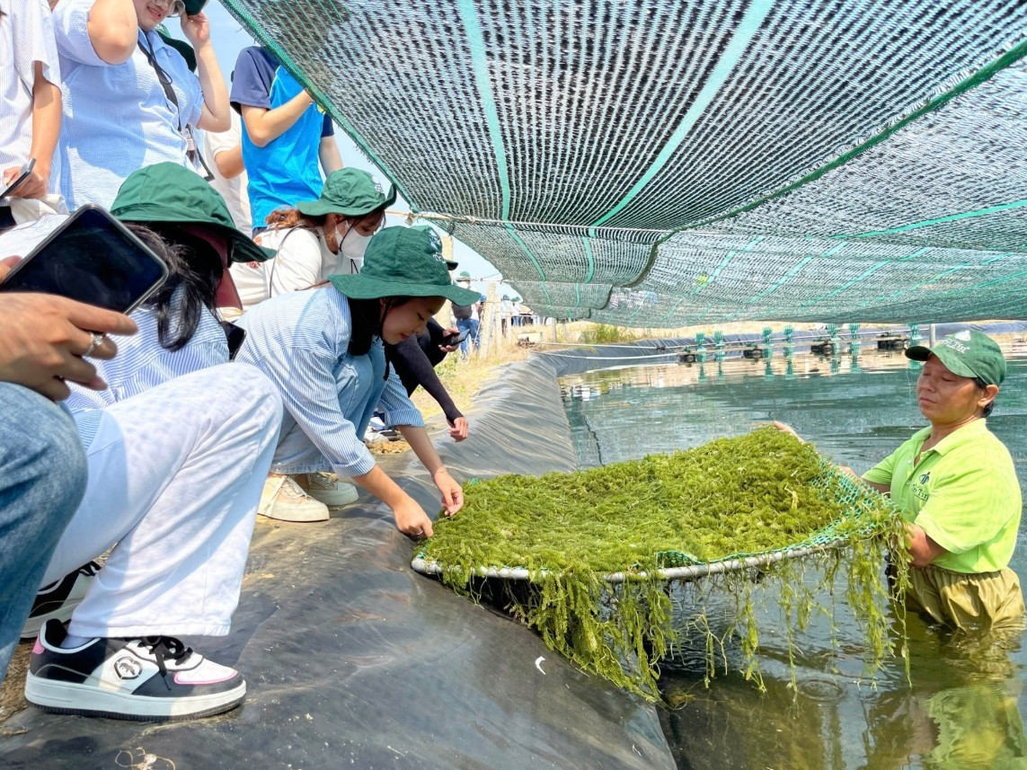 Người đ&agrave;n &ocirc;ng nh&acirc;n giống đặc sản tỷ đ&ocirc; th&agrave;nh c&ocirc;ng tại v&ugrave;ng biển Kh&aacute;nh H&ograve;a