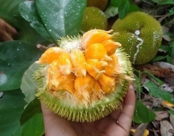 Loại quả nhỏ xíu từng bị lãng quên, nay thành đặc sản mùa hè gây 'sốt' ở thành phố: Vị chua ngọt hấp dẫn, giá tới 90.000 đồng/kg