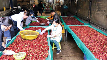 Lý do giá cà phê lao dốc