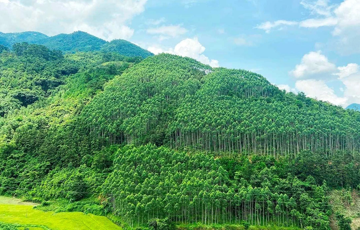 'Ông trùm' Amazon muốn mua tín chỉ carbon rừng Việt Nam