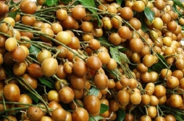 Loại quả nhỏ xíu, vị chua ngọt từng bị ngó lơ nay 'lên đời' thành vua trái cây mùa hè, giá gây bất ngờ