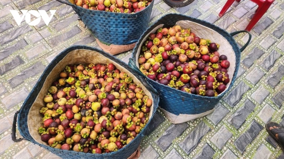 Măng cụt được giá cao nhưng nông dân xót xa không có gì để bán vì một lý do