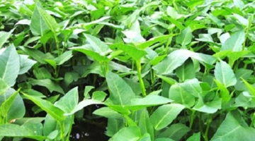 Loại rau tốt như 'tiên dược' mùa hè, bổ dưỡng bất ngờ: Chỉ 5.000 đồng/mớ, chợ nào cũng bán la liệt