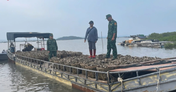 Hàu nhập lậu giá rẻ ‘tấn công’ Quảng Ninh