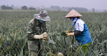 Không chỉ 1 tỷ USD, 4 loại trái cây này có thể giúp Việt Nam thu chục tỷ mỗi năm