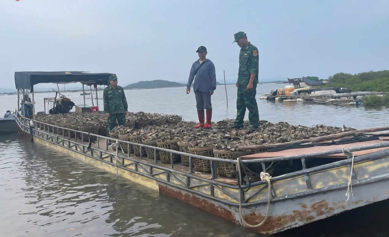 Bộ đội Biên phòng Trà Cổ bắt giữ 4 tấn hàu nhập lậu từ Trung Quốc bằng đường biển. 1000022439.jpg