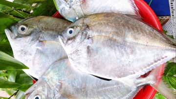 Cá không vảy, tên lạ gây sốt giới sành ăn Lâm Đồng với mức giá 200.000 đồng/kg
