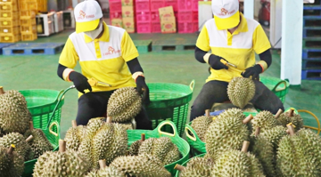 Xuất hiện cứu tinh cho sầu riêng Việt Nam: Xuất khẩu tăng gấp 3, đến Thái Lan cũng mạnh tay chốt đơn