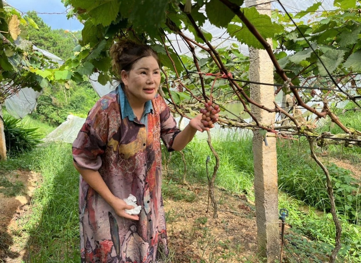 Nông dân Lạng Sơn chi 7 tỷ trồng quả là ‘viên ngọc quý’ giữa núi non: Sẽ đầu tư mạnh tay hơn, du khách nô nức tới check in