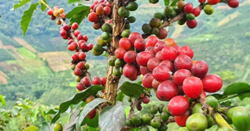 Lý do xuất khẩu cà phê, cá ngừ gặp khó