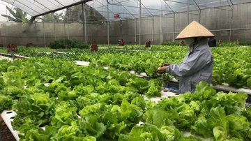 Nông dân Hải Phòng trồng loại rau ‘thần tốc’ theo công nghệ Israel: 30 ngày thu hoạch lại đem lại thu nhập cao, cuộc sống ‘lên đời’ từ đây