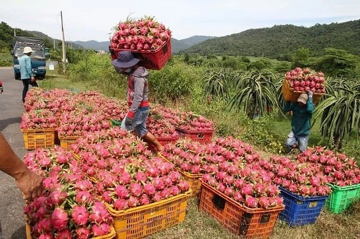 Ai chịu trách nhiệm việc thanh long, hồ tiêu 'chết yểu' vì thủ tục xuất khẩu?