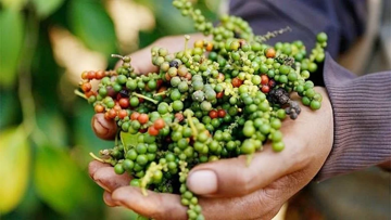 Bất ngờ giá hồ tiêu Việt Nam