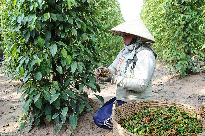 Vụ tiêu 2025 cho sản lượng 180.000 tấn, giảm nhẹ. Ảnh minh họa: IT. 1007-ns-hungary.jpg