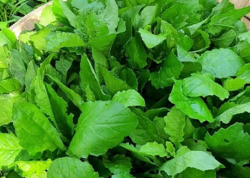 Cây dại mọc bờ ruộng, chẳng ai chăm nay thành đặc sản được săn lùng: Giá cao ngỡ ngàng, có tiền cũng khó mua được
