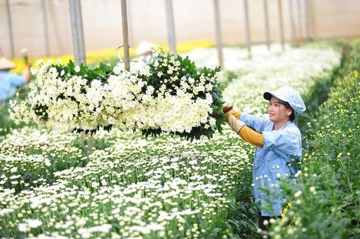 Lá tre bỗng dưng đắt khách, loài hoa dân dã trở thành 'ngôi sao'
