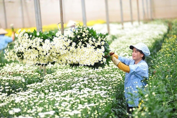 Xuất khẩu hoa cúc tăng mạnh. Ảnh minh họa: IT. baolamdongvn-file-e7837c02845ff.jpg