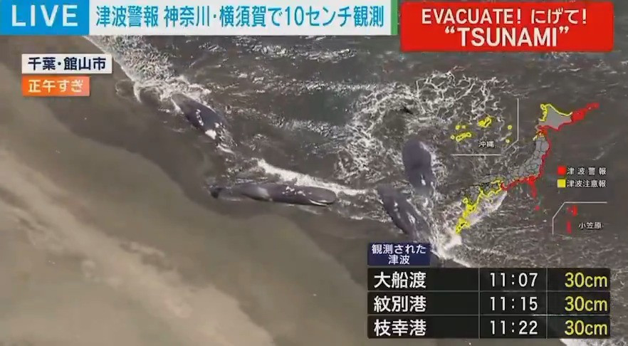 Truyền hình Nhật Bản phát sóng video về những con cá voi mắc cạn ở Tateyama, tỉnh Chiba. Nguồn: X. whales-11zon.jpg