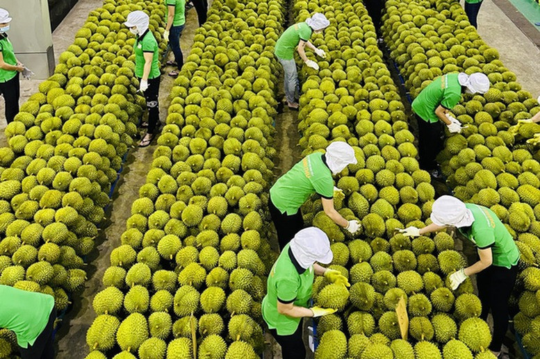 Sầu riêng Việt Nam sắp có ‘hộ chiếu chất lượng’ để vào thị trường quốc tế. Ảnh minh họa: IT. sau-rieng-1671764222048112814883.jpg