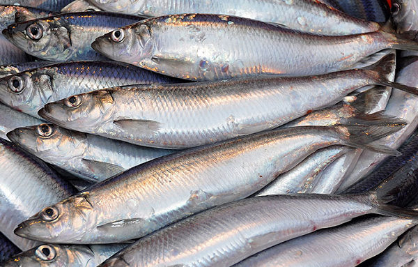 Loài cá được Mỹ ca ngợi là 'vua của các loại cá', giá chỉ vài chục nghìn đồng/kg ở chợ Việt Loài cá được Mỹ ca ngợi là 'vua của các loại cá', giá chỉ vài chục nghìn đồng/kg ở chợ Việt