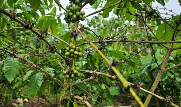 5,5ha cà phê vàng lá, rụng quả, chết cành bất thường sau bón phân, chủ vườn Lâm Đồng cầu cứu chính quyền