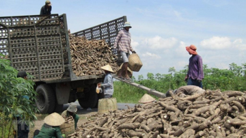 Không phải gạo hay cà phê, thứ này mới khiến Trung Quốc có bao nhiêu mua bấy nhiêu: Việt Nam thu về gần 700 triệu, cạnh tranh ngôi vương với Thái Lan