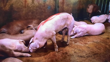 Phanh phui đường dây giết mổ lợn bệnh quy mô lớn tại Hà Nội: Giết mổ trong đêm, vận chuyển qua đường làng