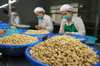Trung Quốc và Mỹ đua nhau chốt đơn một loại nông sản chủ lực của Việt Nam, gần 90 quốc gia vào cuộc săn hàng