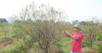 Hơn 38ha cây đào ở Thanh Hóa đồng loạt chết rũ