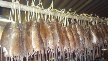 Rúng động: Phanh phui đường dây dùng thịt chuột và động vật hoang dã giả mạo thịt cừu để bán ra thị trường, xử phạt hơn 900 đối tượng