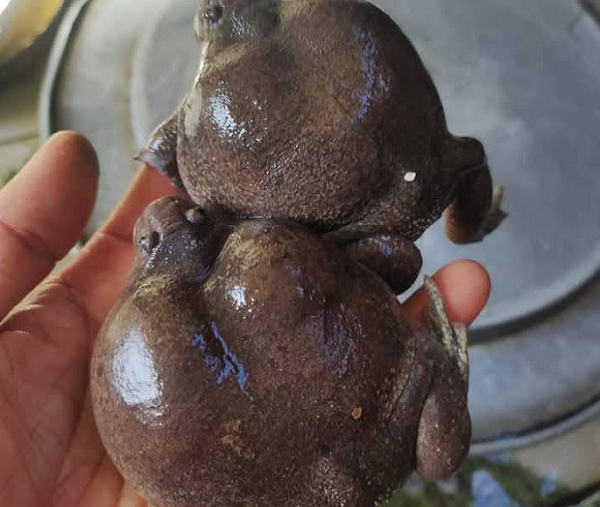 Loại ếch nhìn 'kinh dị' nhưng là đặc sản mùa mưa 'bụng tròn vo', giá tới 320.000 đồng/kg Loại ếch nhìn 'kinh dị' nhưng là đặc sản mùa mưa 'bụng tròn vo', giá tới 320.000 đồng/kg