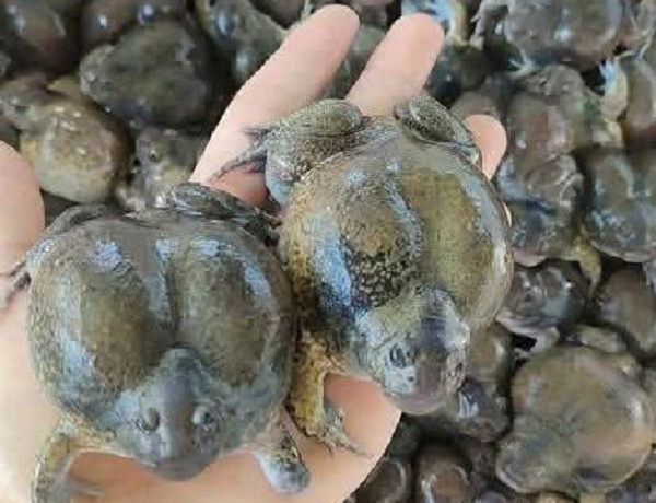 Loại ếch nhìn 'kinh dị' nhưng là đặc sản mùa mưa 'bụng tròn vo', giá tới 320.000 đồng/kg Loại ếch nhìn 'kinh dị' nhưng là đặc sản mùa mưa 'bụng tròn vo', giá tới 320.000 đồng/kg