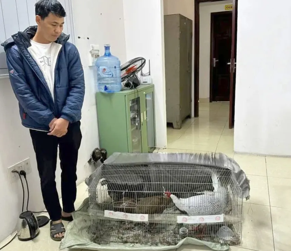 Ngoài gà lôi trắng, đây là những loại gà, vịt thuộc nhóm nguy cấp, quý hiếm: Người dân lưu ý tránh mắc sai lầm - ảnh 4