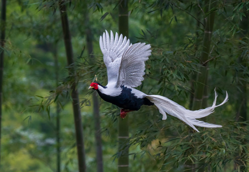 Ngoài gà lôi trắng, đây là những loại gà, vịt thuộc nhóm nguy cấp, quý hiếm: Người dân lưu ý tránh mắc sai lầm - ảnh 3