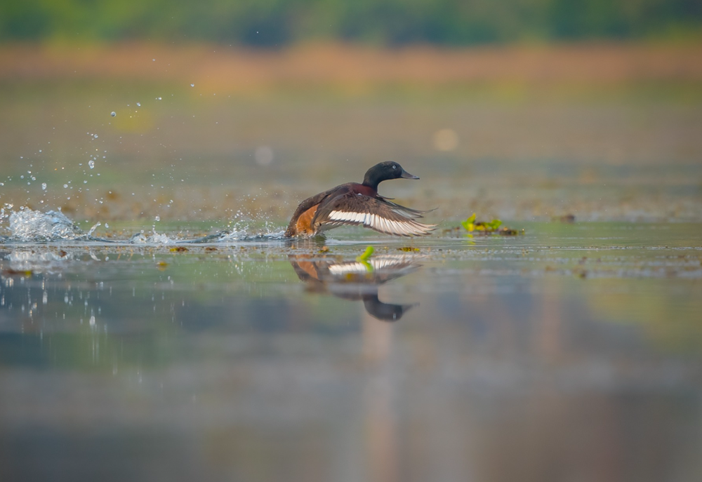 Ngoài gà lôi trắng, đây là những loại gà, vịt thuộc nhóm nguy cấp, quý hiếm: Người dân lưu ý tránh mắc sai lầm - ảnh 1